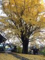 浄光寺の大銀杏も葉が落ち始め名物の黄...